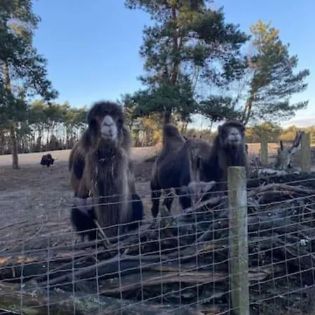 Volledig Opgeknapt Boschalet Met Airco Op De Veluwe Doornspijk